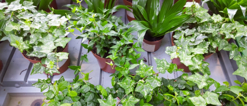 Stylowa aranżacja zimozielonych roślin w nowoczesnych donicach, inspirująca do dekoracji.